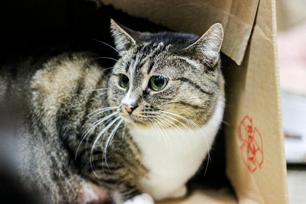 Waarom zijn waterstofauto's een duurzaam alternatief?